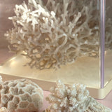 Large collection of 1960s oyster & coral with custom light box