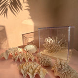 Large collection of 1960s oyster & coral with custom light box