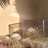 Large collection of 1960s oyster & coral with custom light box