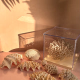 Large collection of 1960s oyster & coral with custom light box