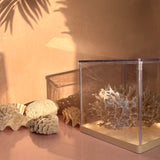 Large collection of 1960s oyster & coral with custom light box