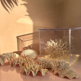 Large collection of 1960s oyster & coral with custom light box